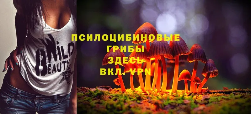 Галлюциногенные грибы Magic Shrooms  Михайловск 